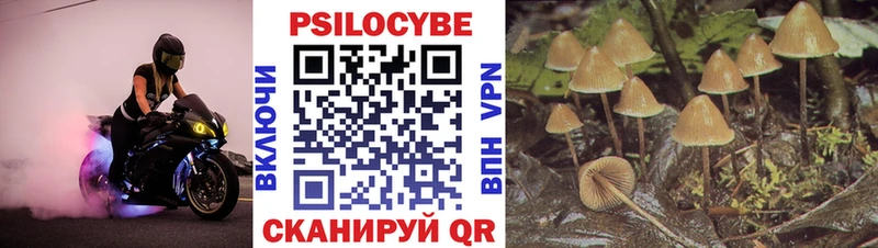 хочу   Брянск  Псилоцибиновые грибы прущие грибы 